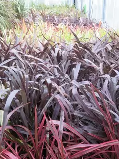 Phantastic Phormium