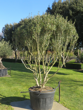 Phillyrea angustifolia