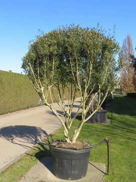Phillyrea - as seen at RHS Chelsea Flower Show 2025