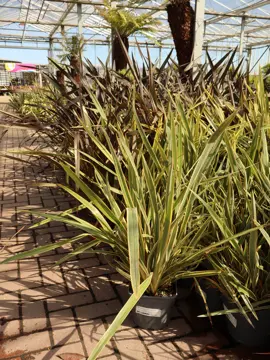 Phormium  - an excellent choice at Provender