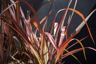 Phormium Foliage Form Offer.