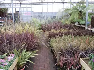 Phormiums.  Probably the best range we have had in stock for a while