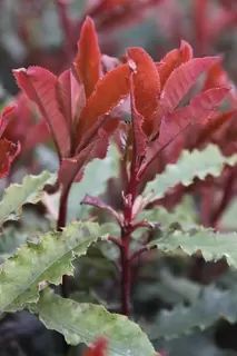 Photinia Crunchy