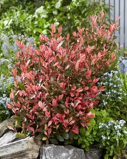 Photinia fra.  Little Fenna