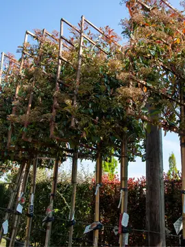 Photinia x fraseri ‘Red Robin’