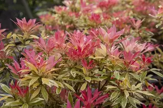 Pieris – plant now for spring colour