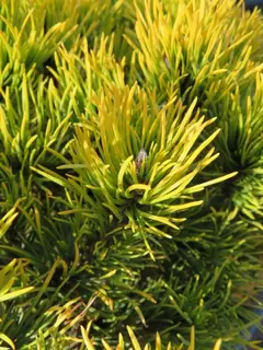 Pinus for Winter Colour