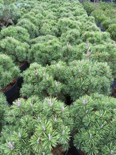 Pinus mugo