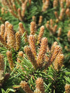 Pinus mugo  - featuring at RHS Chelsea Flower Show 2025