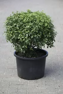 Plant of the Month - Pittosporum Golf Ball