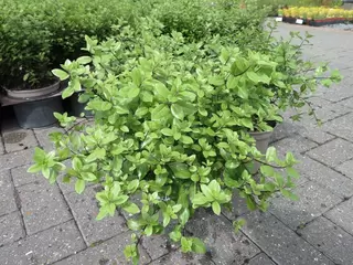 Pittosporum Pompom 3L Special Offer