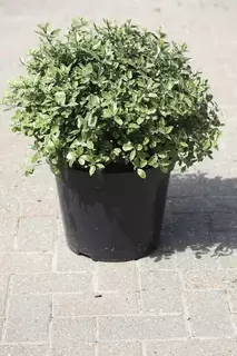 Pittosporum - Special Offer