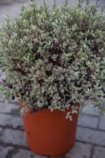 Pittosporum tenuifolium Bannow Bay - NEW