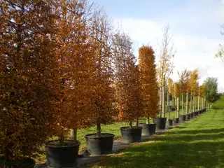 Plant a Tree for the Jubilee