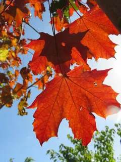 Plant a tree for the Queen's Green Canopy