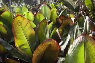 Plant of the month - Ensete