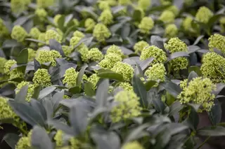 Plant of the Month - Skimmia japonica 'White Dwarf'