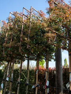 Pleached Photinia x fraseri ‘Red Robin’