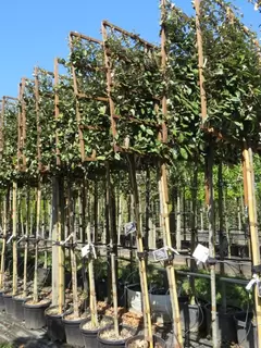 Pleached Tree Perfection