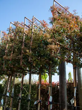 Pleached trees