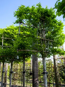 Pleached trees