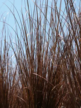 Popular grasses