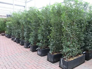 Popular Pre-formed Prunus lus Myrtifolia troughs