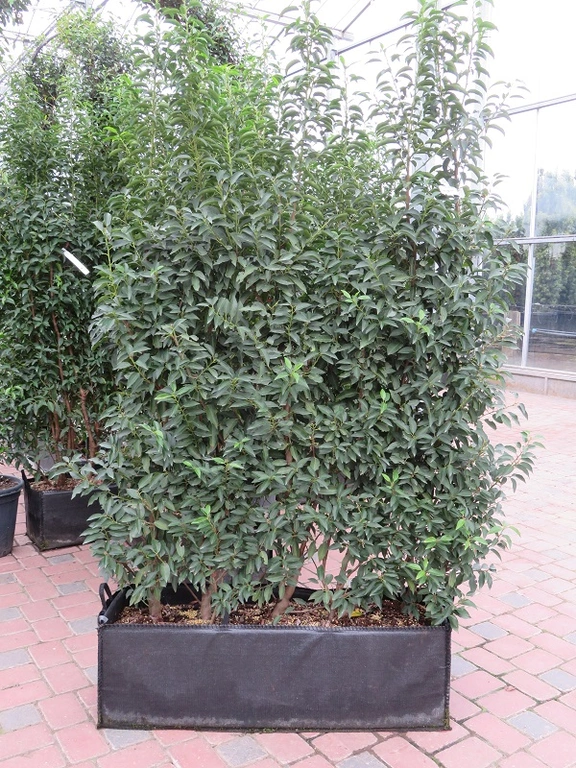 Preformed Prunus lus. Myrtifolia. Special One Off Price Provender Nurseries Wholesale