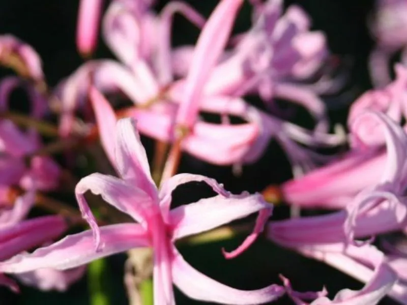 Preorder you summer bulbs Provender Nurseries Wholesale Nursery in