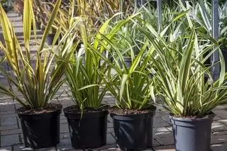 Premium Phormium Special Offer