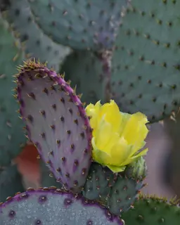 Prickly Pear anyone?