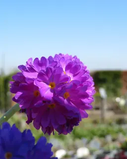 Primulas