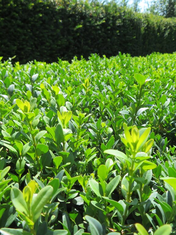 Protect your Buxus