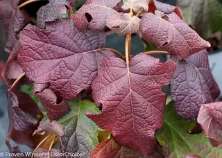 Proven Winners - Oak-Leaved Hydrangea