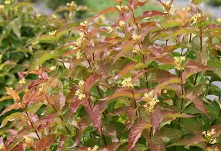 Proven Winners - Shade Loving Shrubs - Shrubs that solve a problem