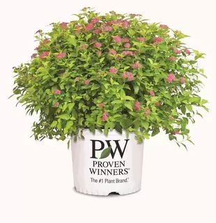 Proven Winners - Sparkling Spiraea