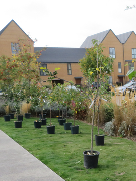 Provender Nurseries and Ebbsfleet Development Corporation giveaway collaboration