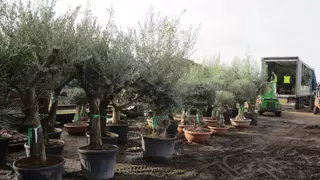 Provender Picks: Olives and Biosecurity.