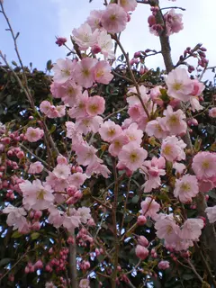 Prunus ‘Accolade’