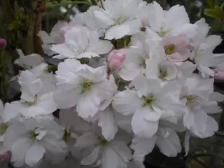 Prunus Amanogawa