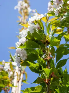 Prunus ‘Amanogawa’