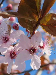 Prunus cerasifera ‘Nigra’