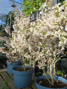 Prunus incisa 'Kojo-no-mai'