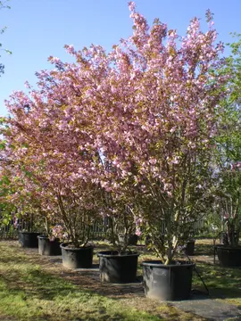 Prunus 'Kanzan'