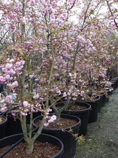 Prunus ‘Kiku-shidare-zakura’