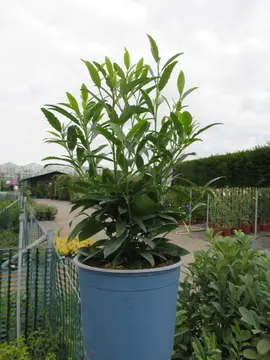 Prunus laurocerasus 'Sofia'