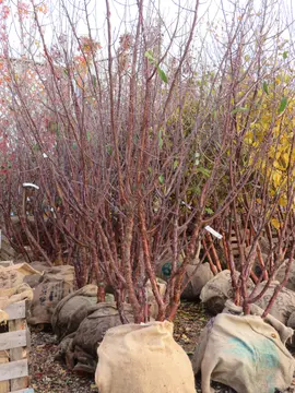 Prunus serrula (Tibetan Cherry)