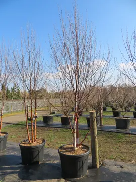 Prunus serrula (Tibetan Cherry)