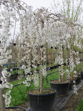 Prunus 'Snow Fountain'