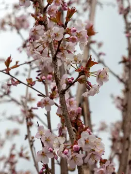 Prunus ‘Spire’